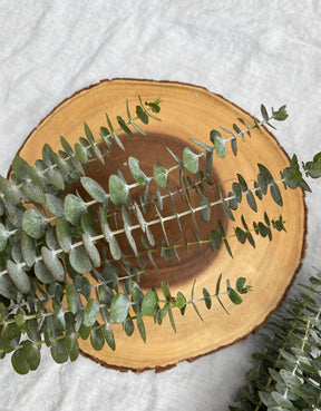 Dried Eucalyptus set of 10