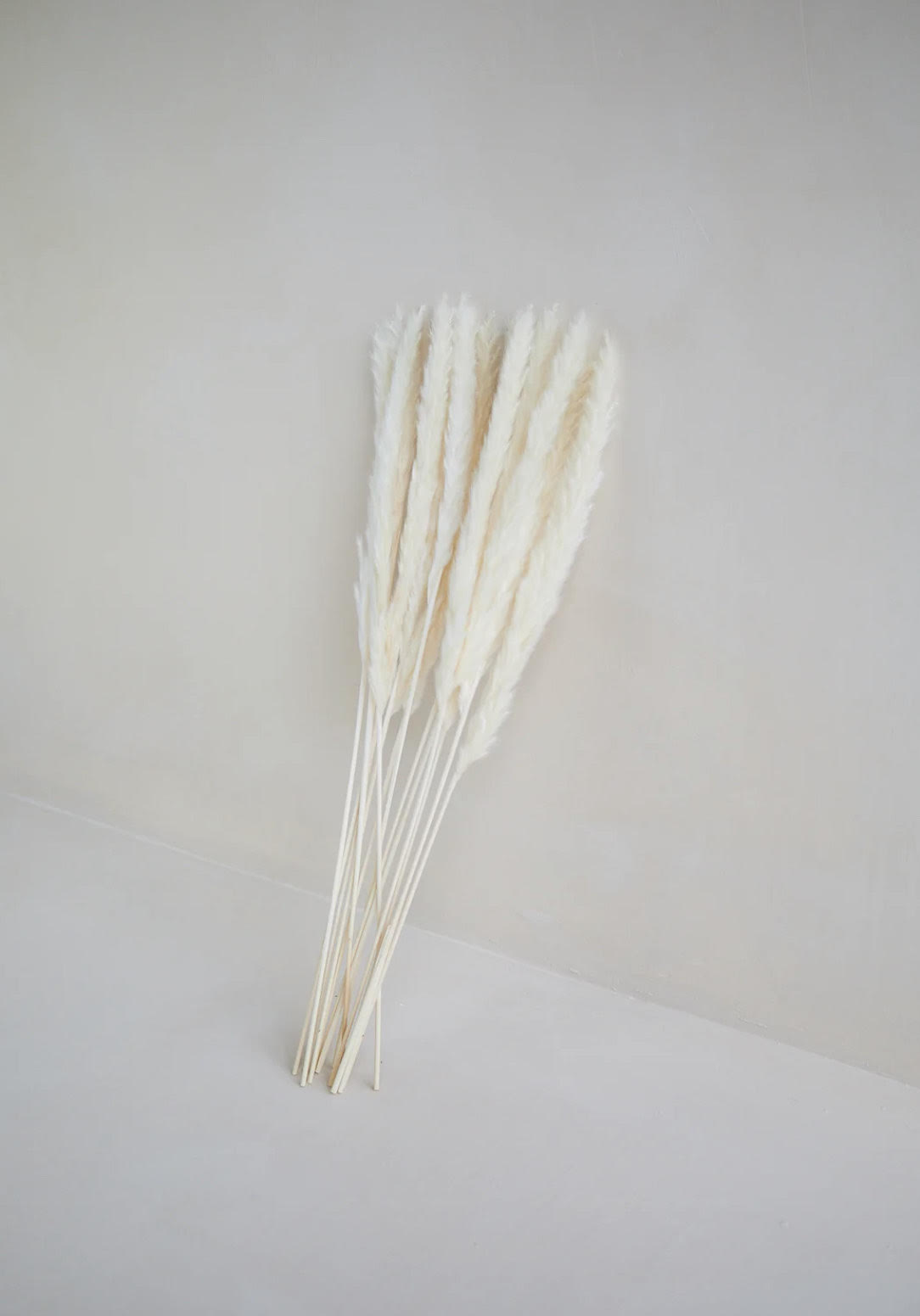 Small Pampas Grass - White (15 stems)