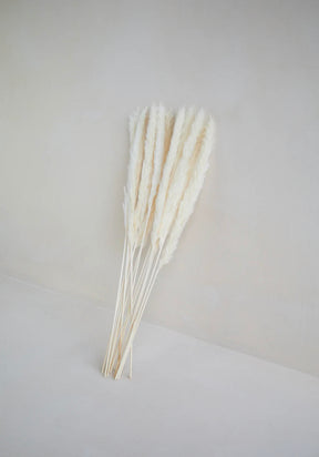 Small Pampas Grass - White (15 stems)