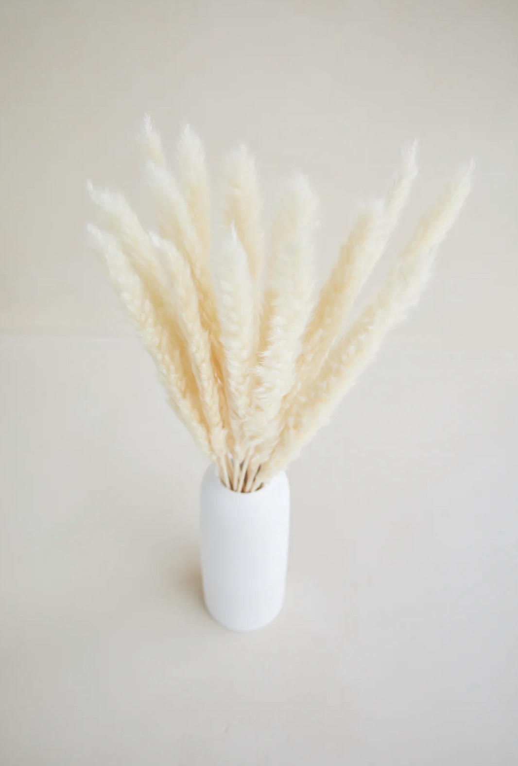 Small Pampas Grass - White (15 stems)