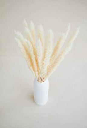 Small Pampas Grass - White (15 stems)